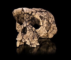 Sahelanthropus tchadensis skull