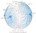 The blood-vessels of the eyeball (diagrammatic).