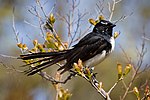 Willie Wagtail