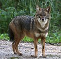 golden jackal