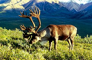 Porcupine caribou