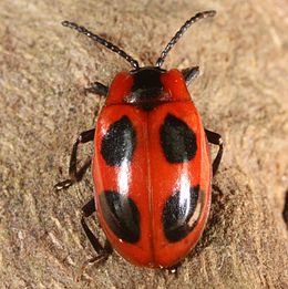 Boružiškasis pelėsiavabalis (Endomychus coccineus)