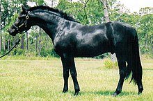 Cheval noir vu de profil, avec une encolure longue et portée assez bas.