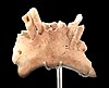 The Mandible of Sima del Elefante (Atapuerca)