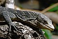 golden-spotted tree monitor