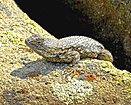 Sceloporus occidentalis