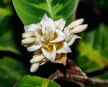 Calathea warscewiczii - Wilhelma