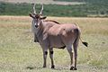 common eland