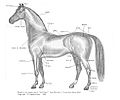 Category:Horse anatomy