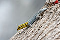 Image 21 Dwarf yellow-headed gecko Photo: Muhammad Mahdi Karim The dwarf yellow-headed gecko (Lygodactylus luteopicturatus) is a small gecko species native to the rocky areas of southern Kenya, eastern Tanzania, and Zanzibar. This individual's tail, which had been shed through autotomy, is regenerating. More selected pictures