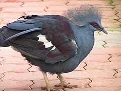 Западни ћубасти голуб (Goura cristata)