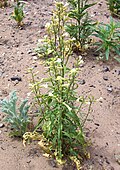 Nicotiana attenuata