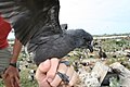 Tristram's Storm-petrel on Tern Island