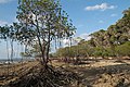 Mangrove trees during low tide, Neil Island, India