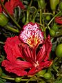 Delonix or ornamental Gulmohar flower seen in profusion in the Cubbon Park