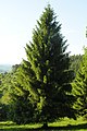 Gemeine Fichte (Picea abies)