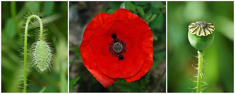 Papaver rhoeas (Common Poppy)