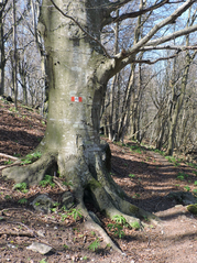 Beech forest near the Rocca Barbena