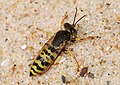 Sand Wasp (Bembix rostrata)