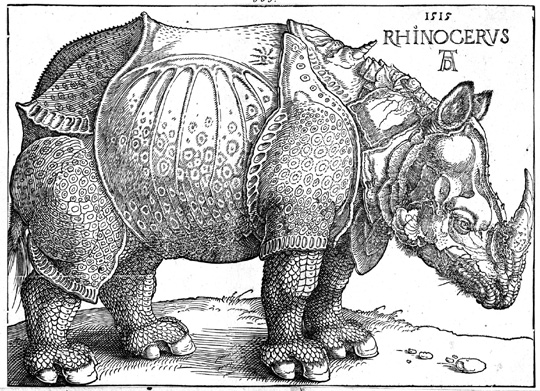 durer rhino