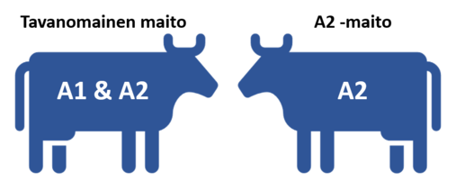 Tavanomaisen- ja A2-maidon ero yksinkertaistettuna.