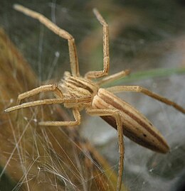 Ilgasis laibavoris (Tibellus oblongus)