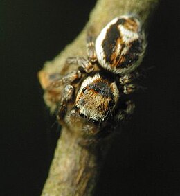 Šokliavoris (Salticidae)