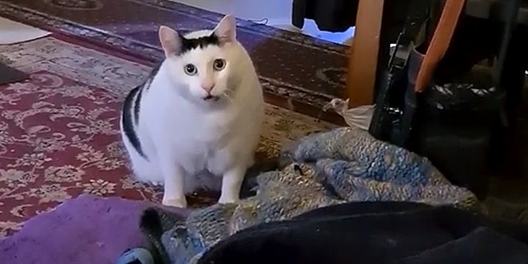 huh cat with confused expression