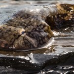 Northern clingfish.