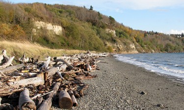 This beach along the shore of Discovery Park in Seattle was once armored. Now, bluffs can naturally feed the beach below.