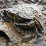 a green crab