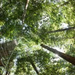 A tree canopy in a tropical rainforest.