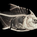 ct scan of a piranha fish