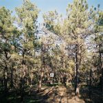 ponderosa pine forest