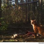 cougar on wildlife camera