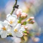 blossoms up close