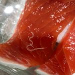 anisakis in salmon filet
