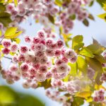 up-close shot of blossoms on a cherry tree