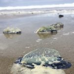 jellies washed on shore.