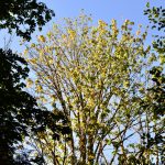 declining bigleaf maple tree