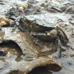 green crab in the mud