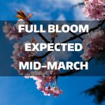 full bloom expected mid-march for cherry blossoms