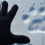 A hand wearing a glove next to a paw print in the snow