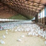 Hundreds of small, white chickens stand on the floor of a large barn.