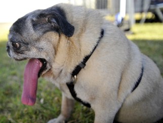 Penny, a pure bread Pug, awaits the start of the World's Ugliest Dog competition.