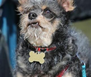 Dramatic dog.  This mutt is giving the evil eye.