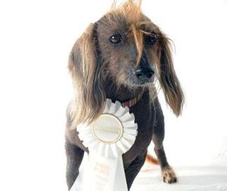 Isaboo poses for a portrait while competing in the 25th annual World's Ugliest Dog Contest