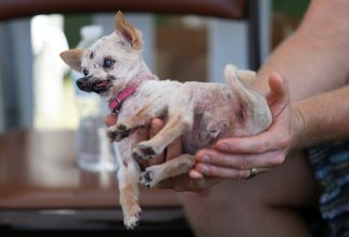 Sophie, a chihuahua mix, waits her turn to go on stage.