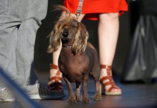 Isaboo, a Chinese Crested terrier mix, on stage