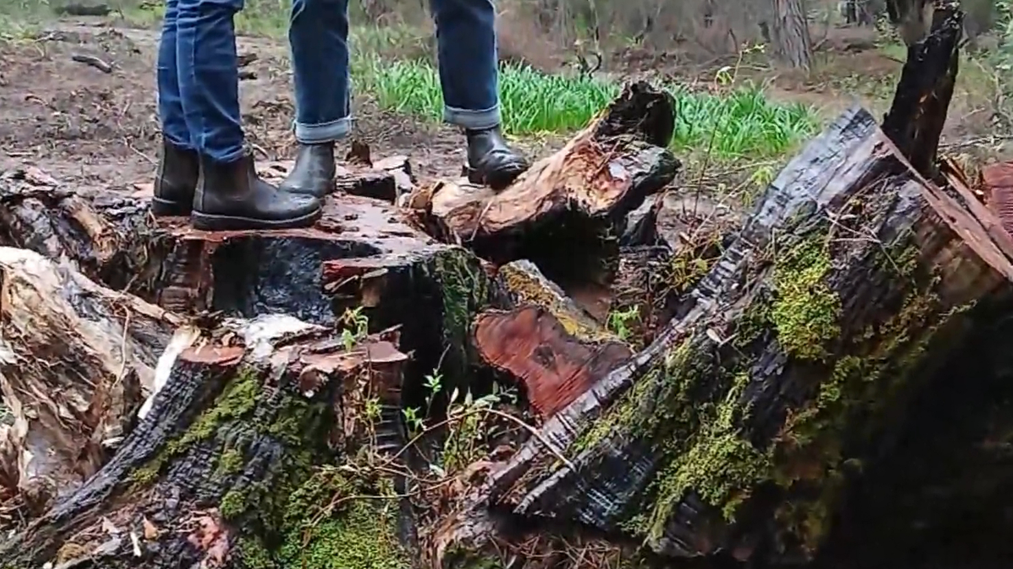 WA environment minister shocked after 800-year-old tree cut down